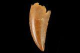 Serrated, Raptor Tooth - Real Dinosaur Tooth #159005-1